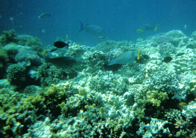 Blue Hole Dahab