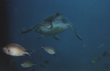 im Atlantik