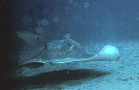 Manta Manta